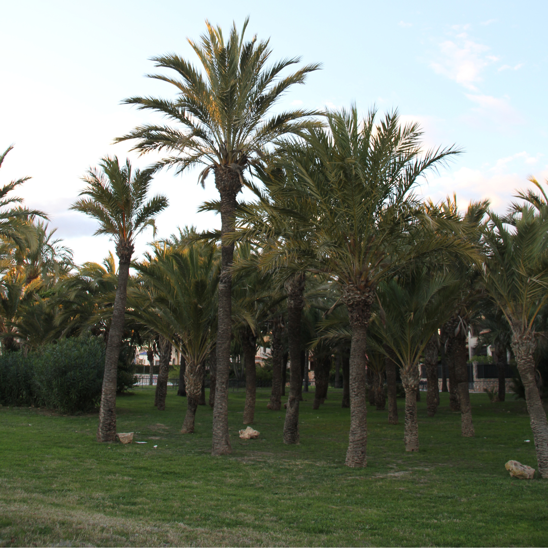 Los Alcázares